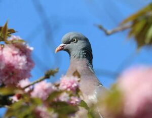 pigeon-1386088_640