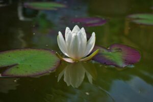 water-lily-1533183_640